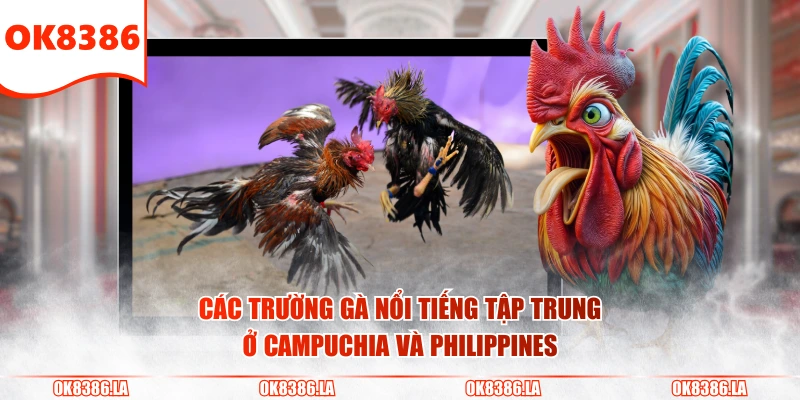 Các trường gà nổi tiếng tập trung ở Campuchia và Philippines