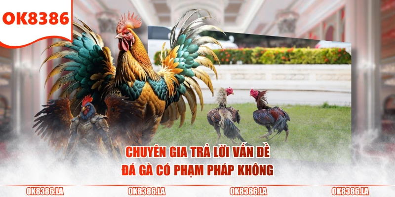 Chuyên gia trả lời vấn đề đá gà có phạm pháp không