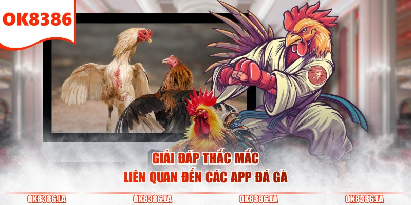 Giải đáp thắc mắc liên quan đến các app đá gà